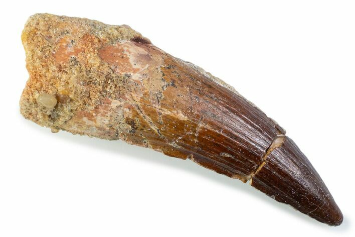 Fossil Spinosaurus Tooth - Real Fossil Tooth #373943